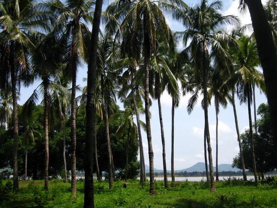 not beach but path toward Khong (1).jpg
